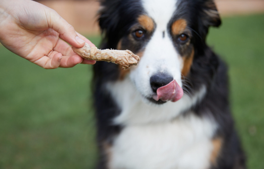 dog licking chicken neck