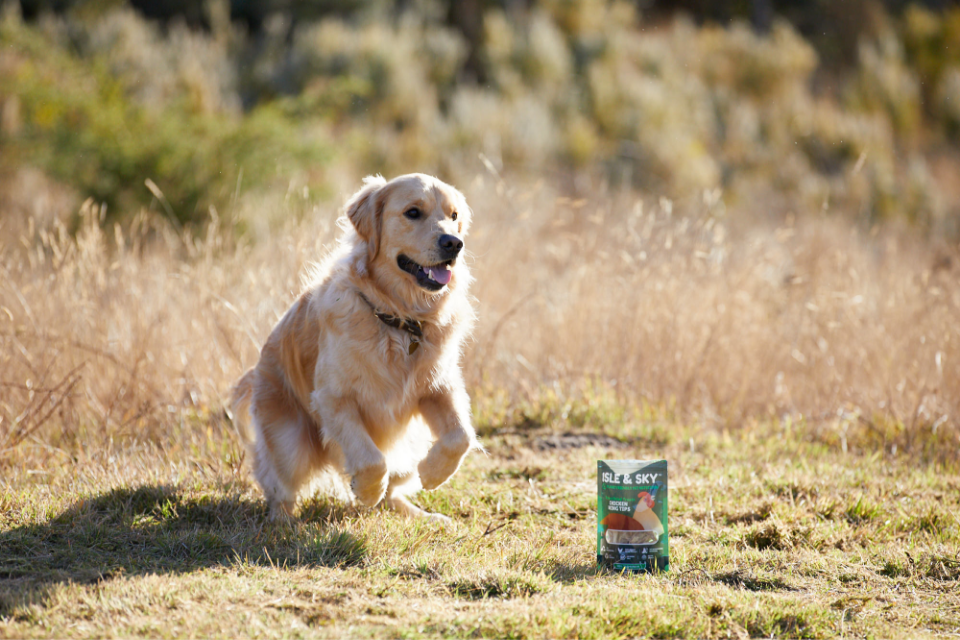 happy dog